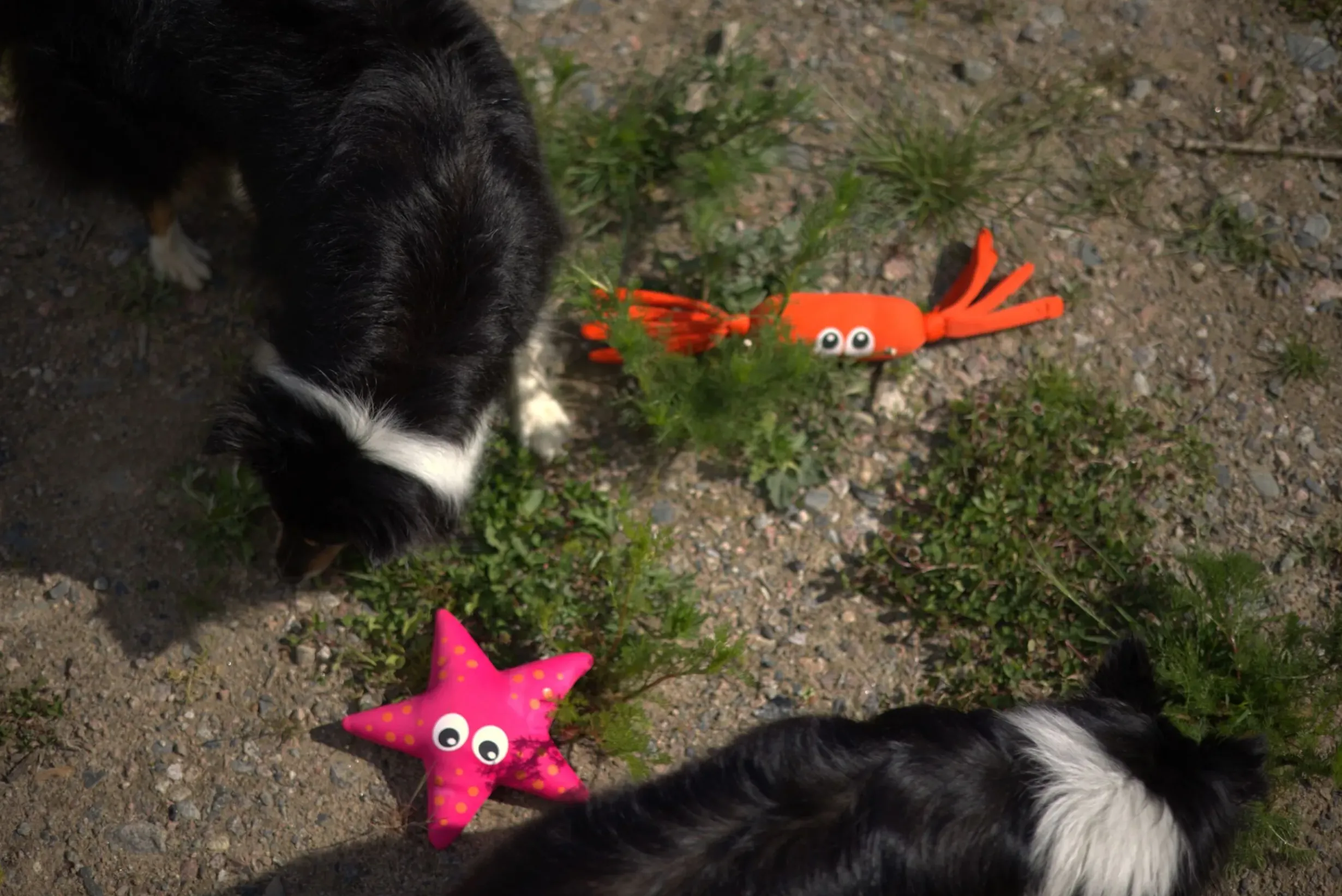 Discount Coral Floating Toy Lelut