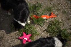 Starfish Toy Lelut