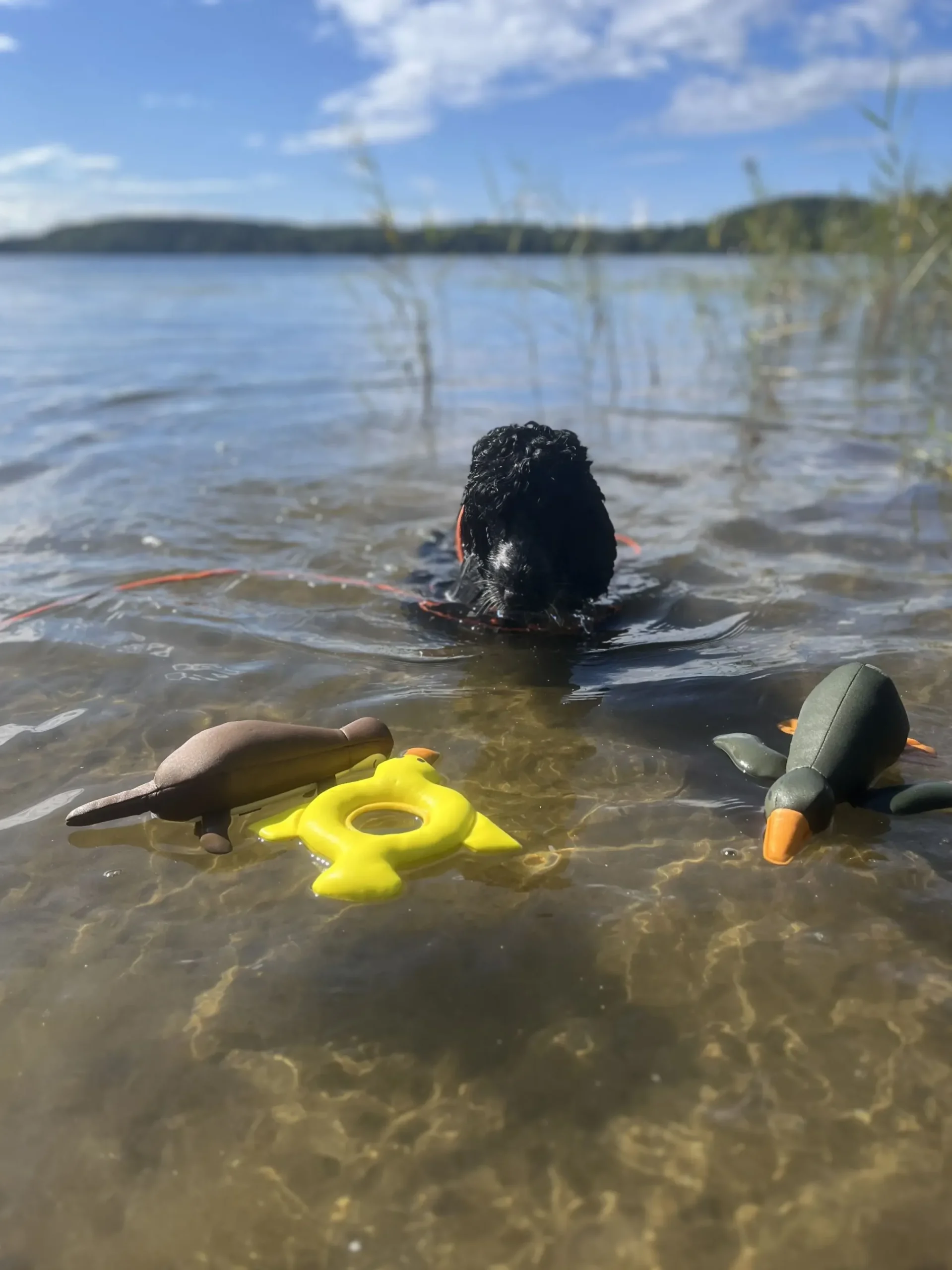 Sale Bird Floating Toy Lelut