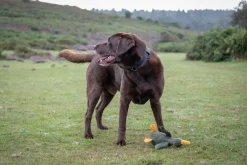 Sale Bird Floating Toy Lelut