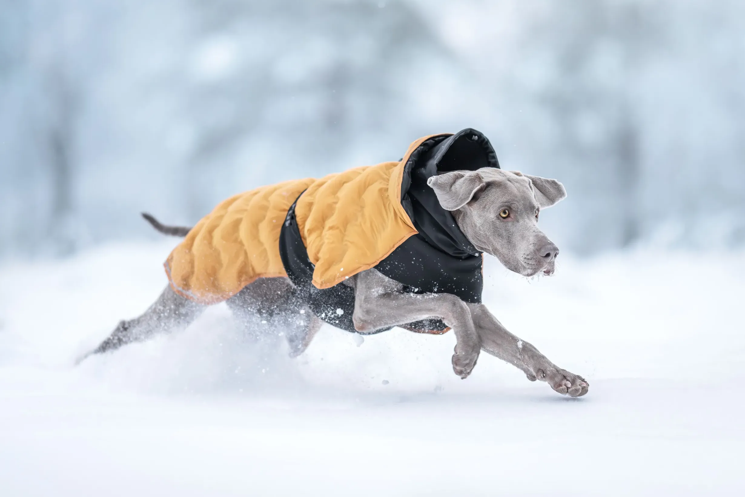 New Bubble Coat Koiran Talvitakit