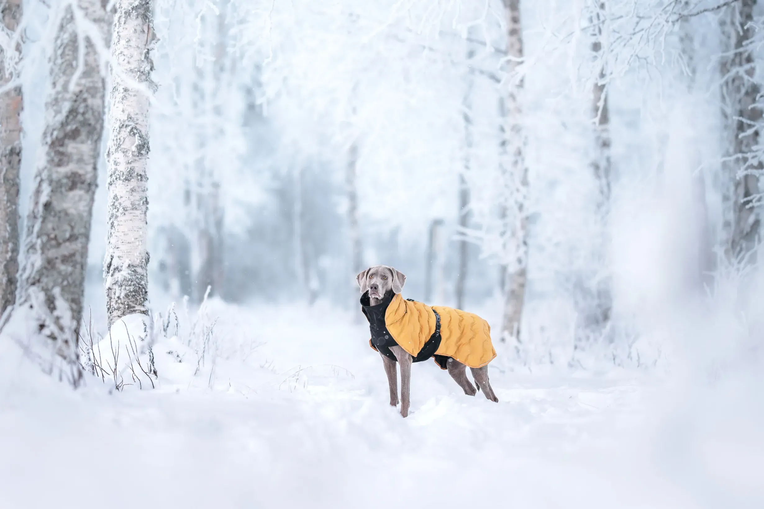 New Bubble Coat Koiran Talvitakit