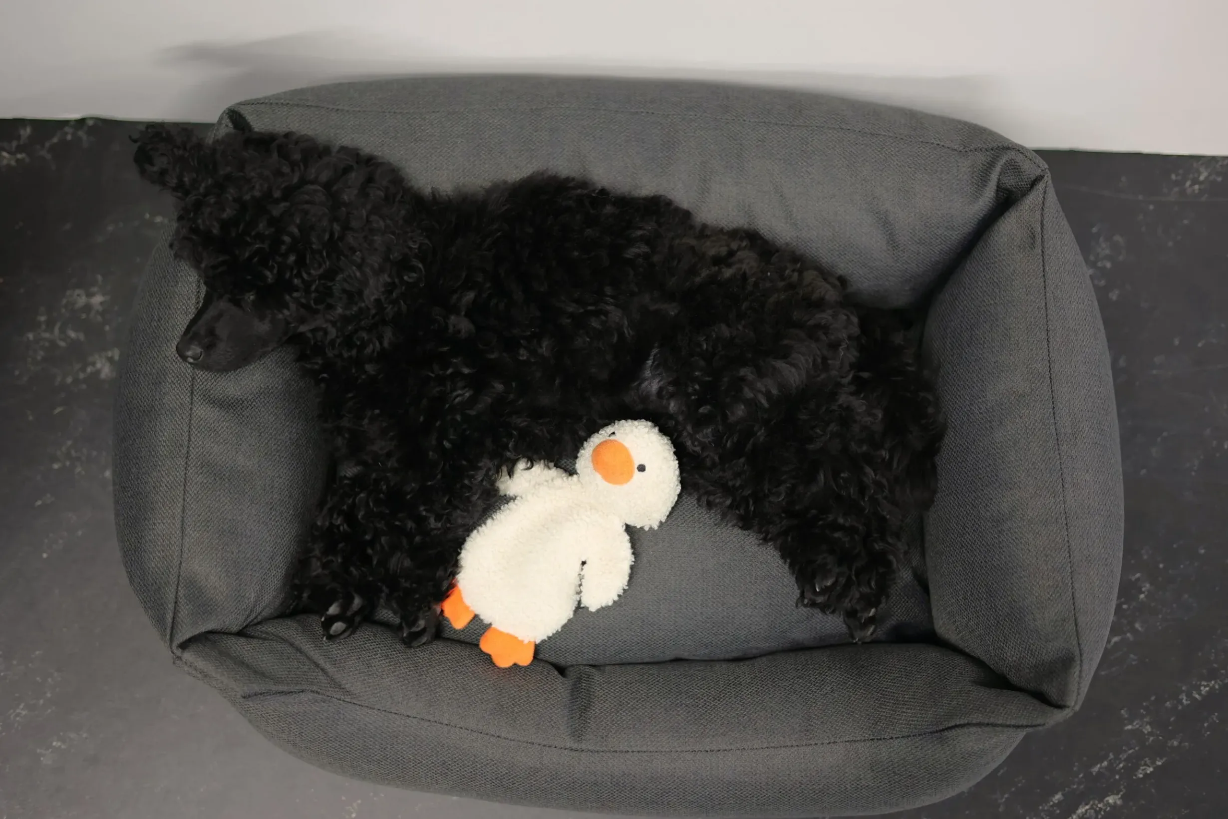 Online Calm Duck Toy Lelut