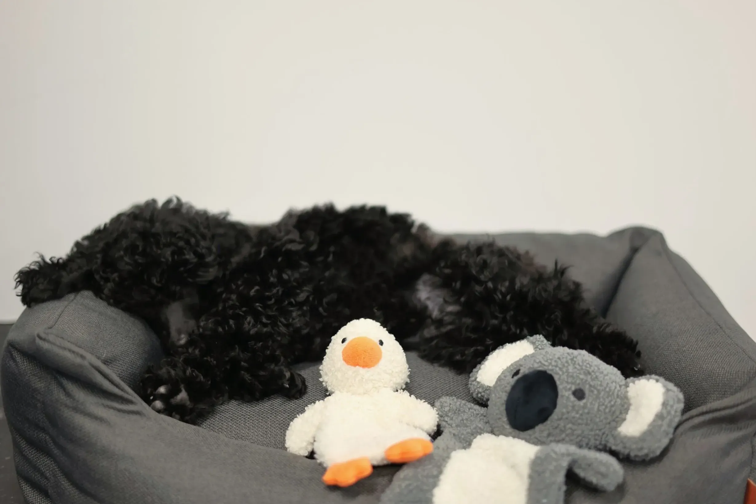 Discount Calm Koala Toy Lelut