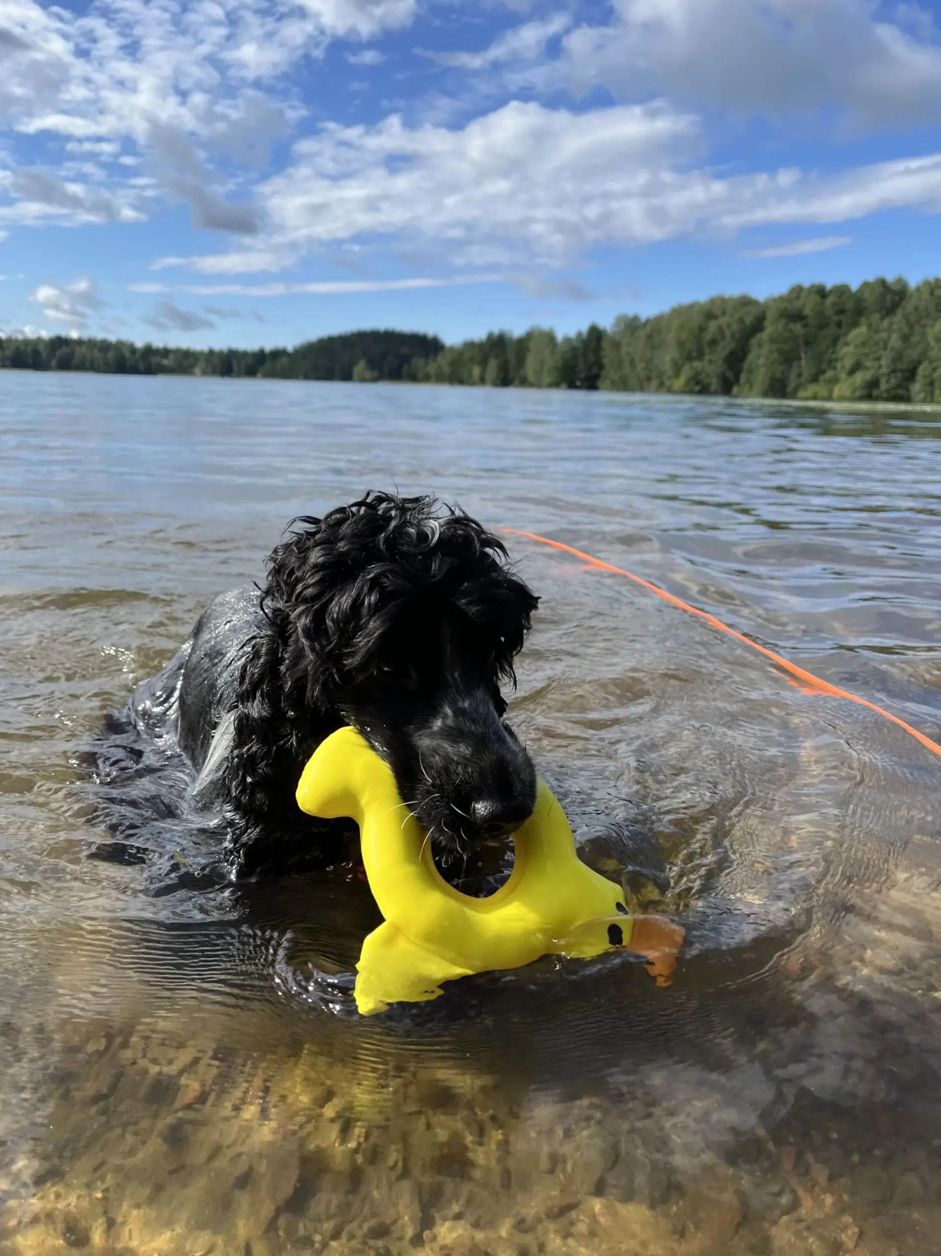 Outlet Duck Floating Toy Lelut