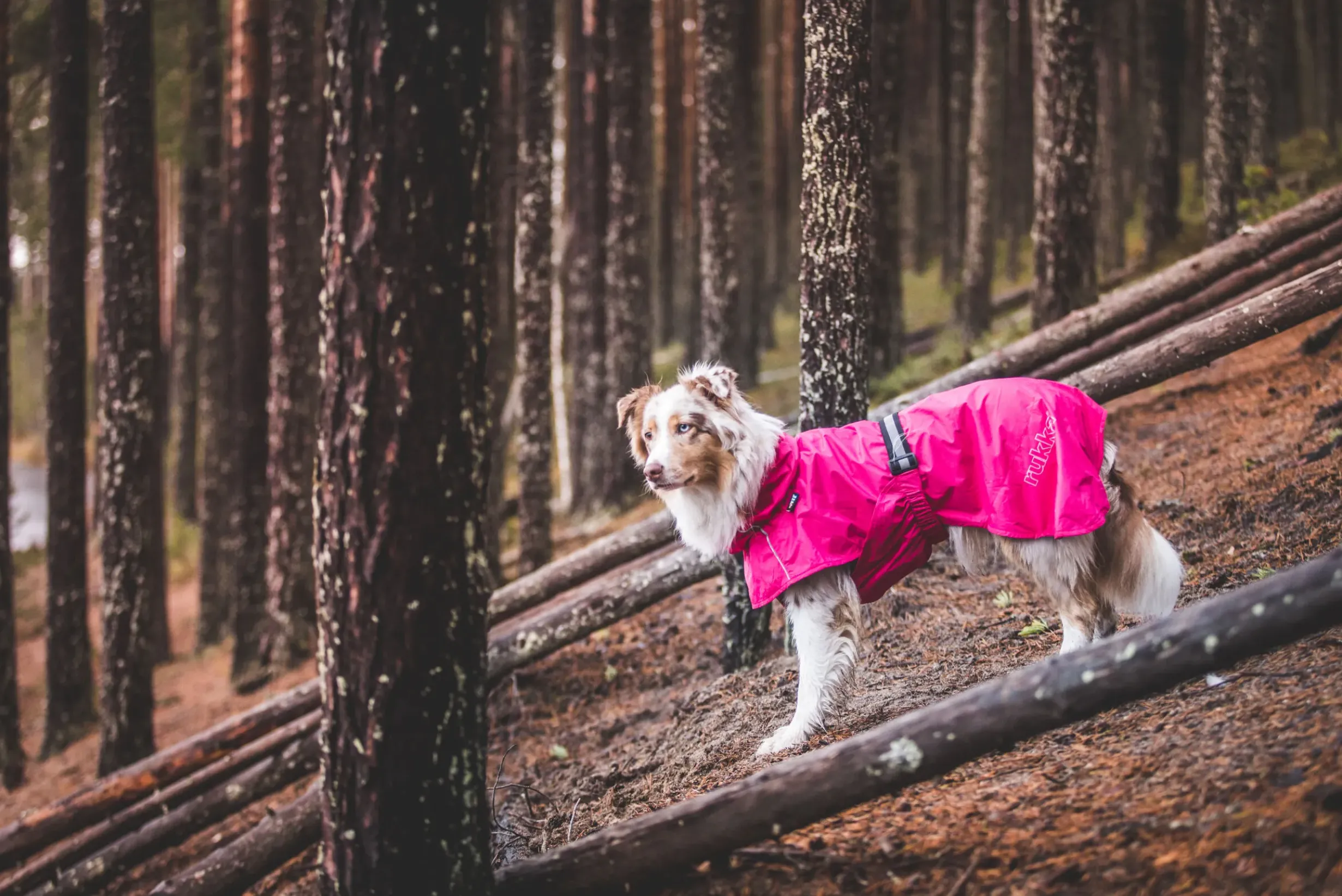 Hot Hase raincoat Koiran Sadetakit