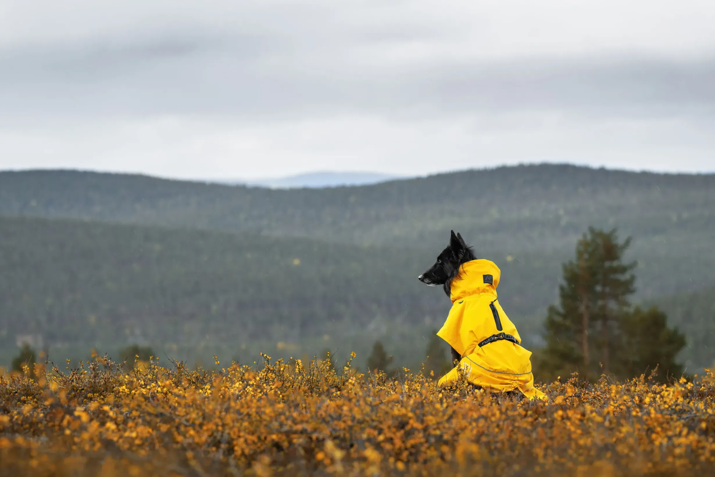 New Hayton x raincoat Koiran Sadetakit
