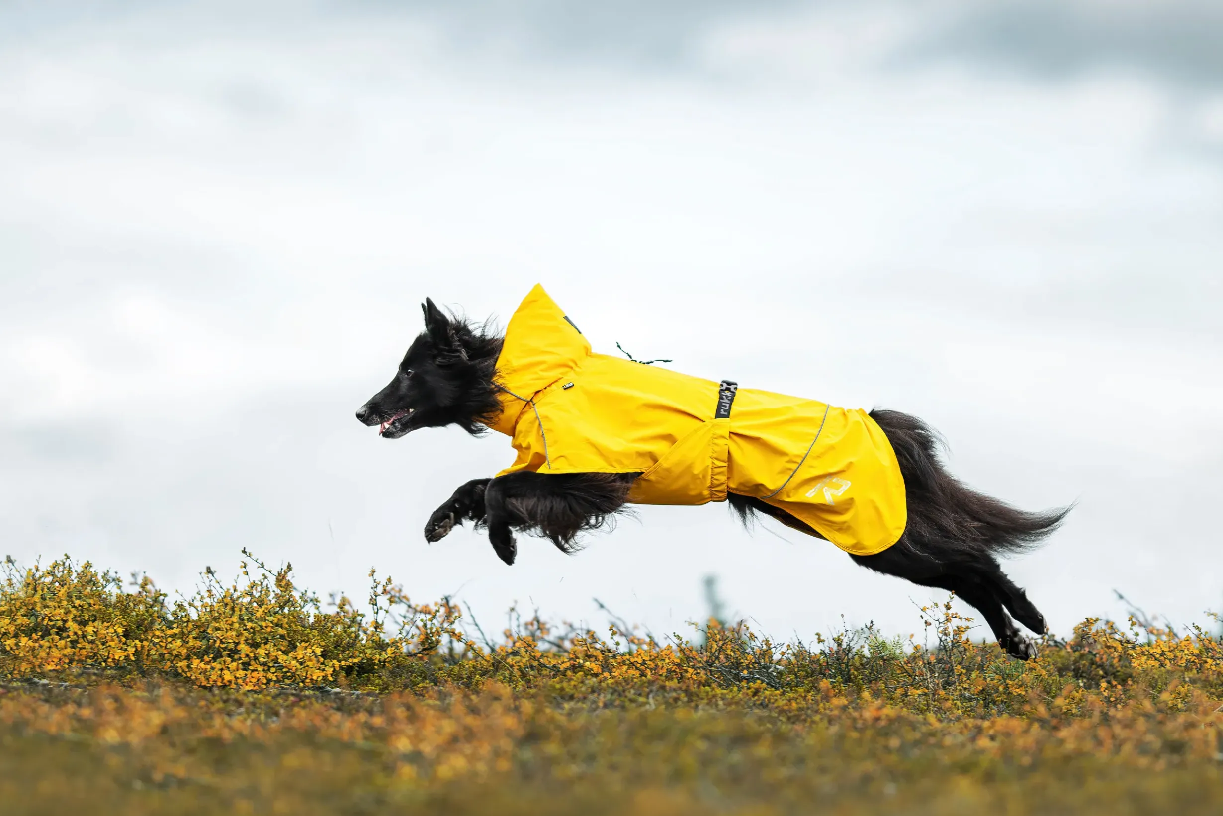 New Hayton x raincoat Koiran Sadetakit