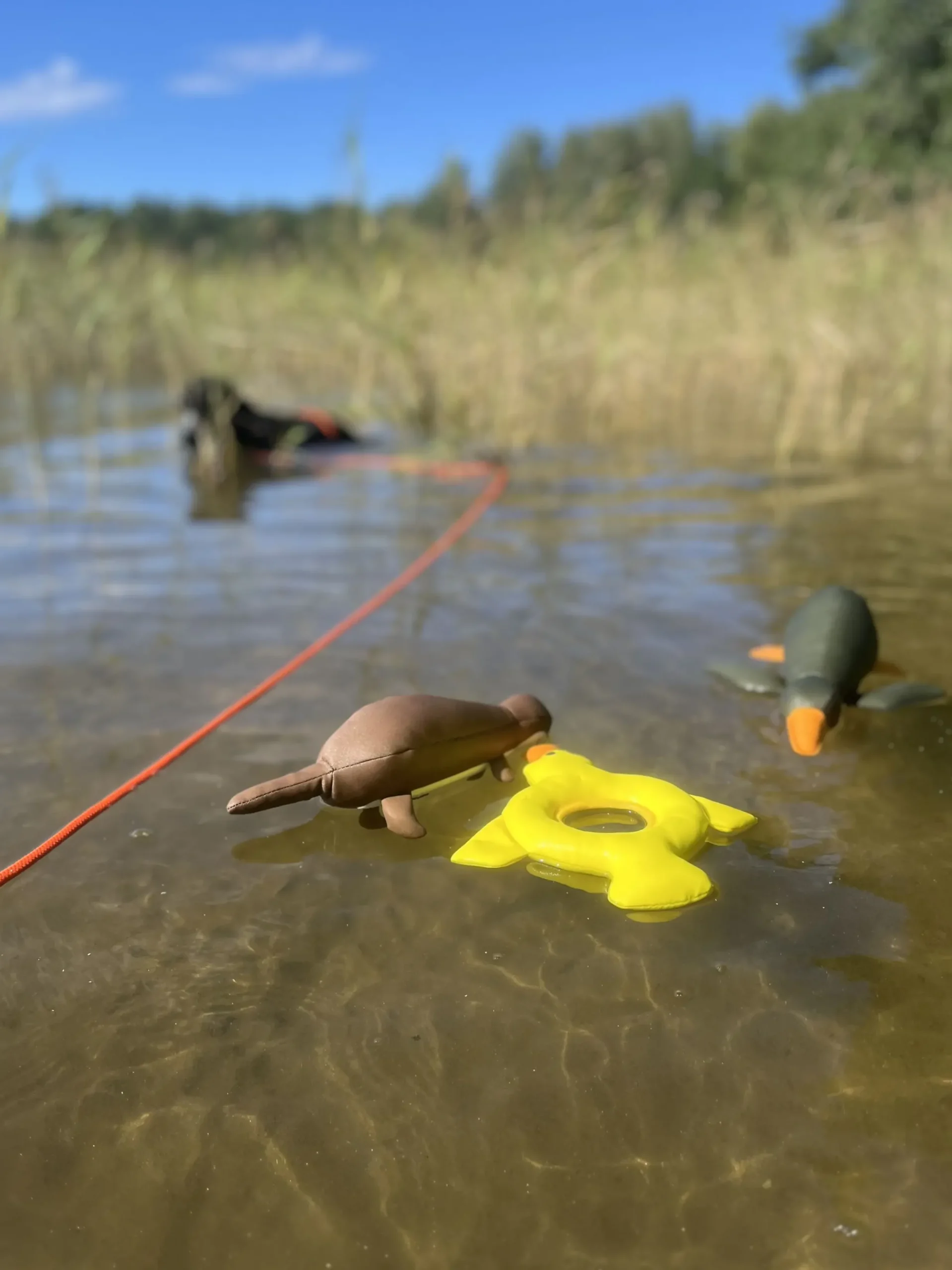 Hot Otter Floating Toy Lelut