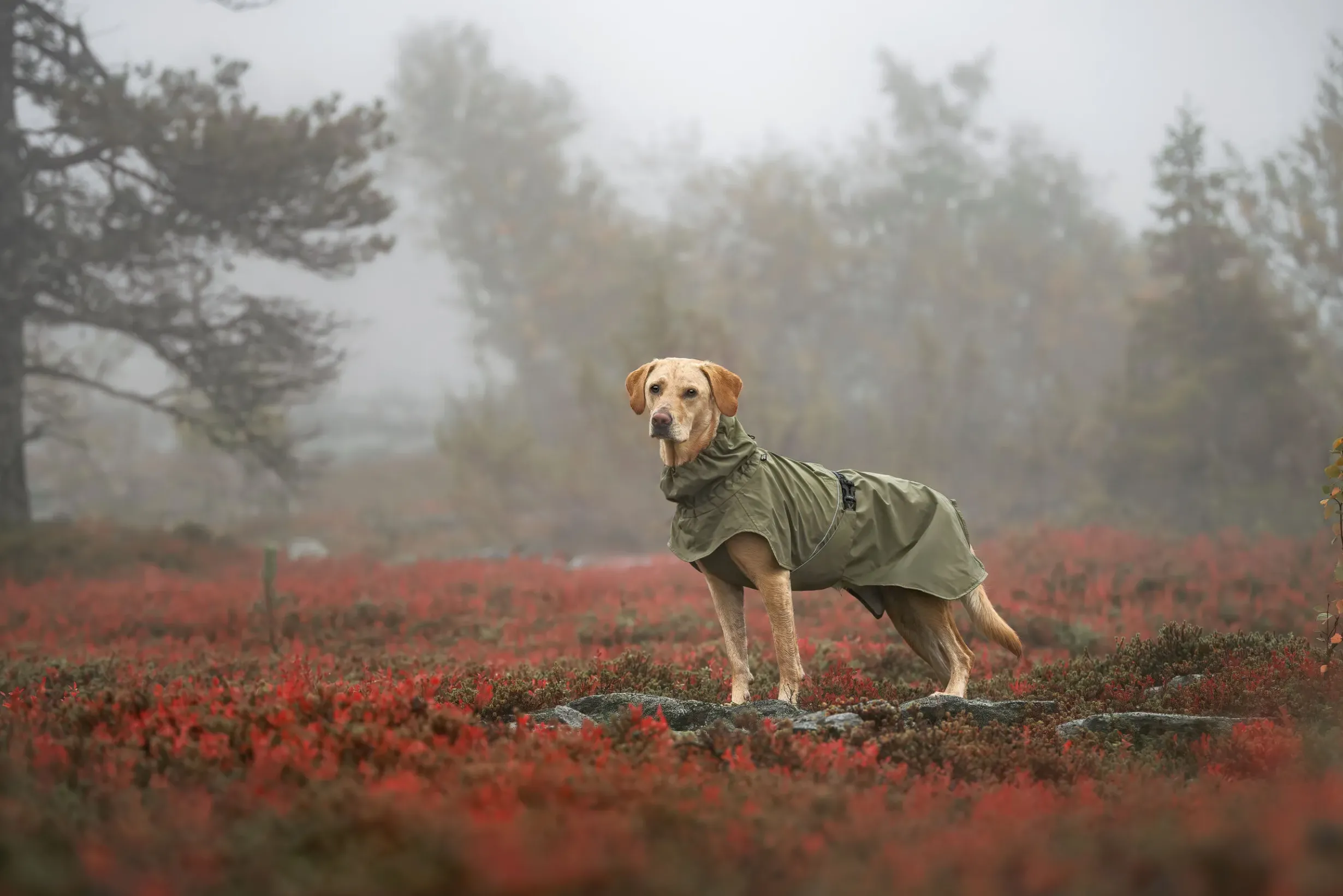 Clearance Ripple Raincoat Koiran Sadetakit