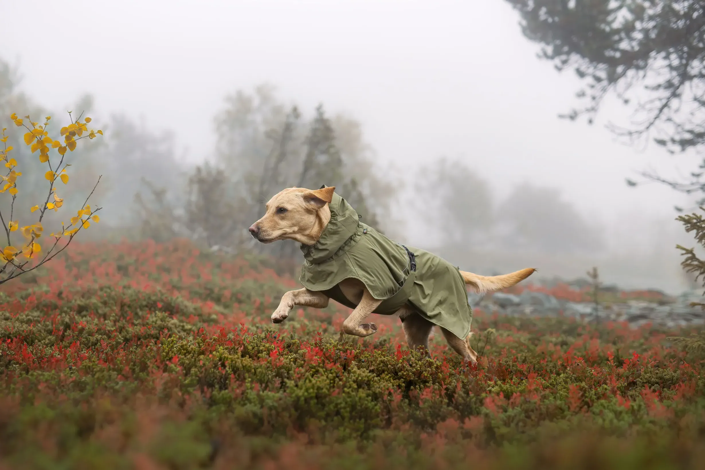 Clearance Ripple Raincoat Koiran Sadetakit