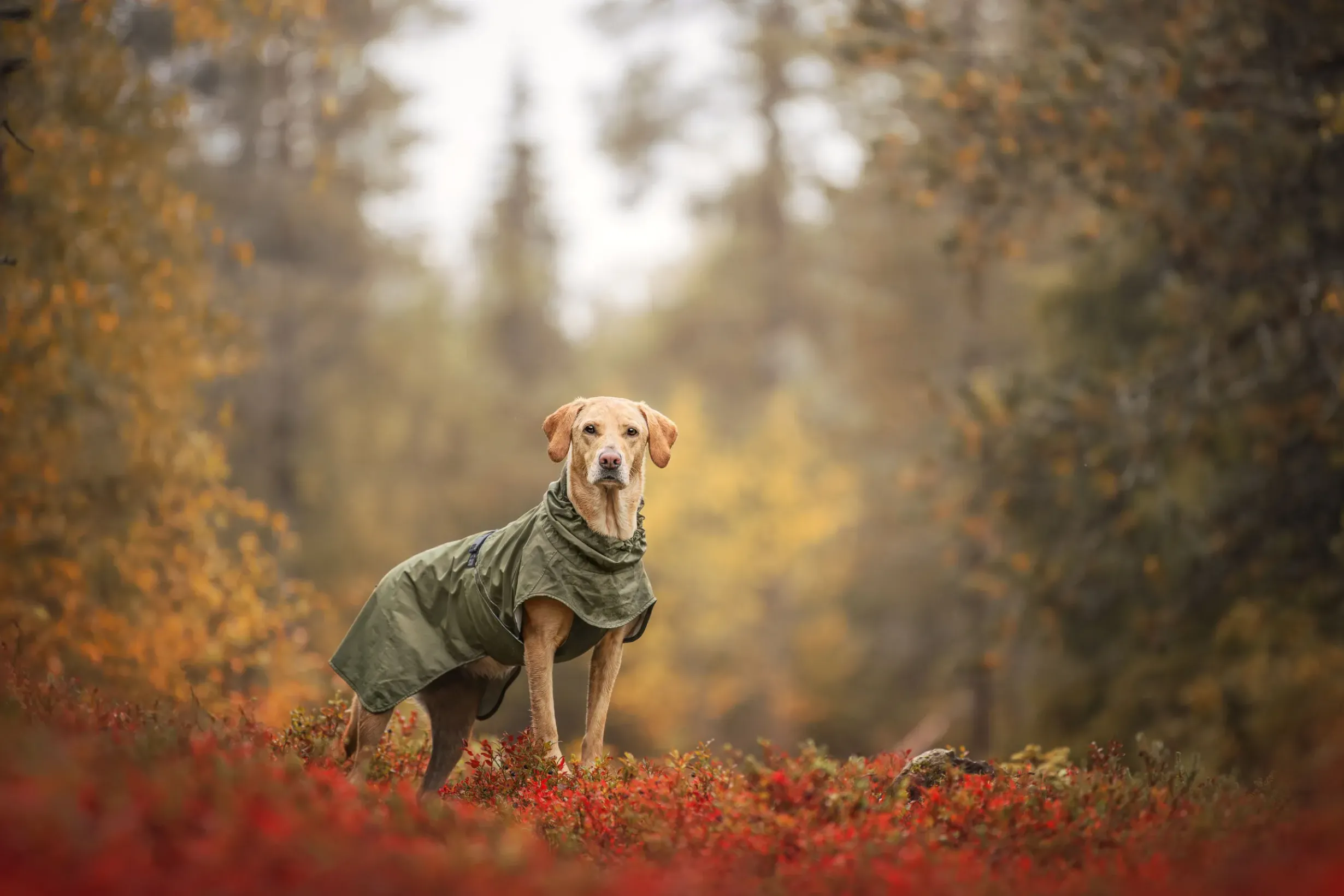 Clearance Ripple Raincoat Koiran Sadetakit
