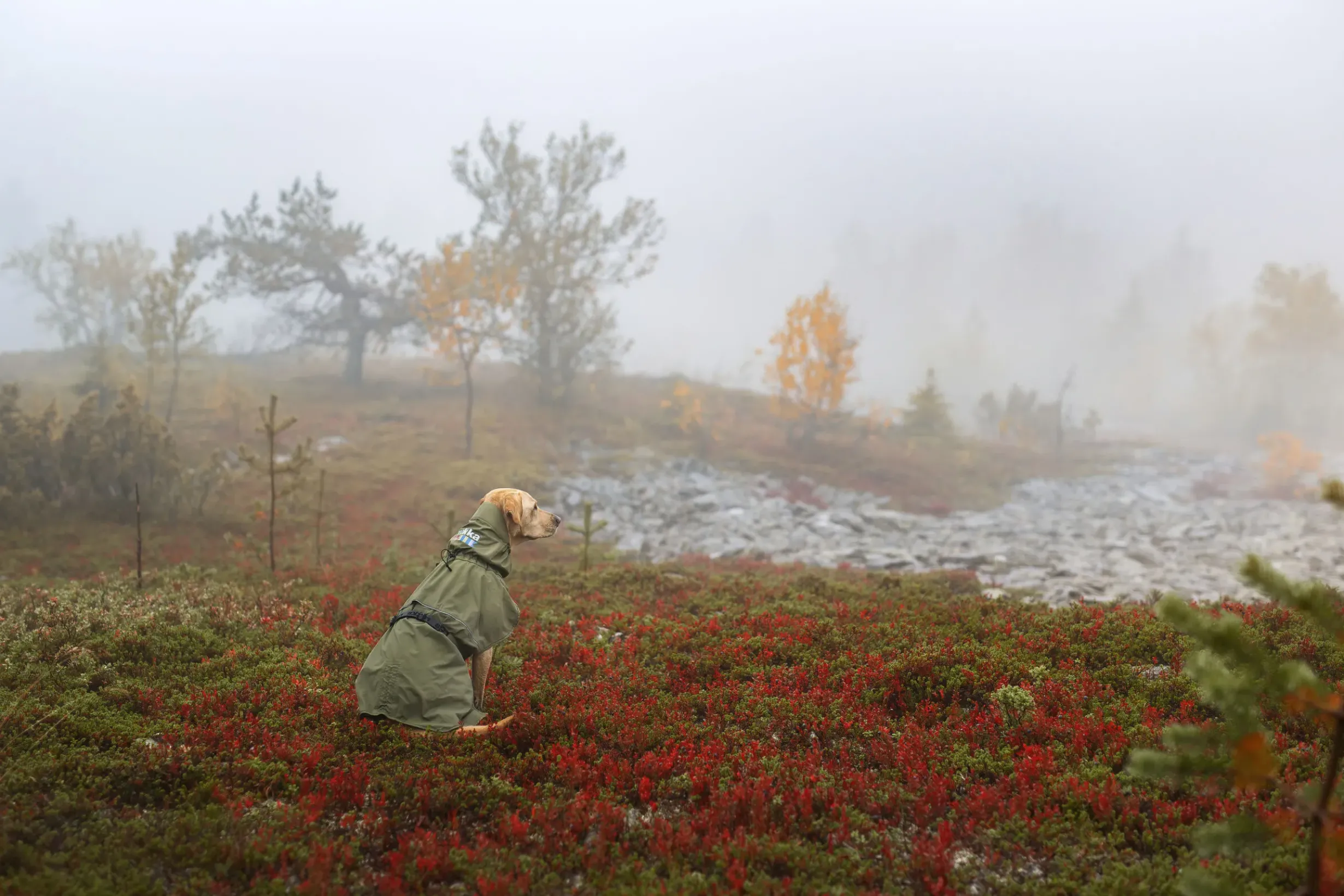 Clearance Ripple Raincoat Koiran Sadetakit