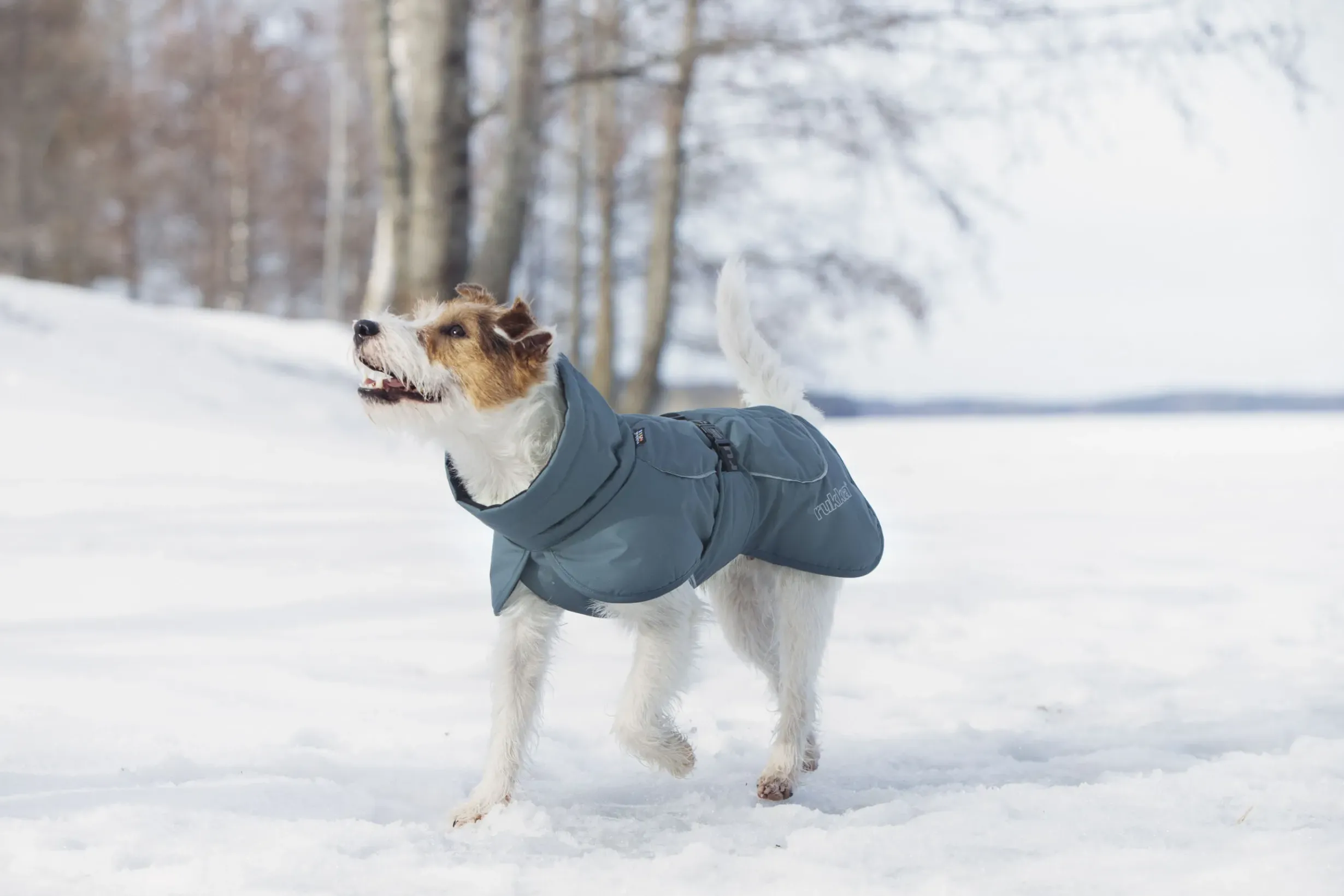 Best Stormy coat Koiran Talvitakit
