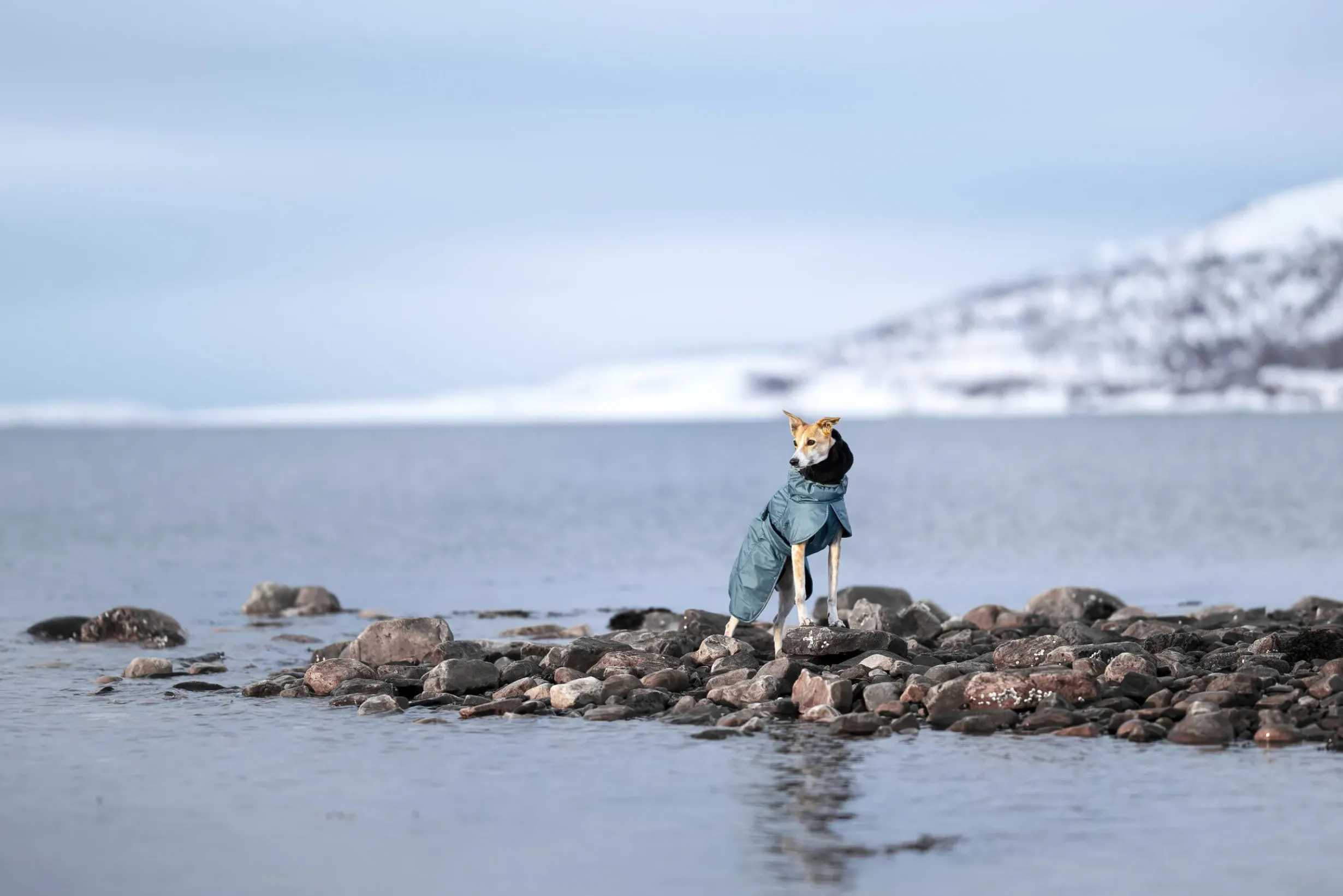 Best Stormy coat Koiran Talvitakit