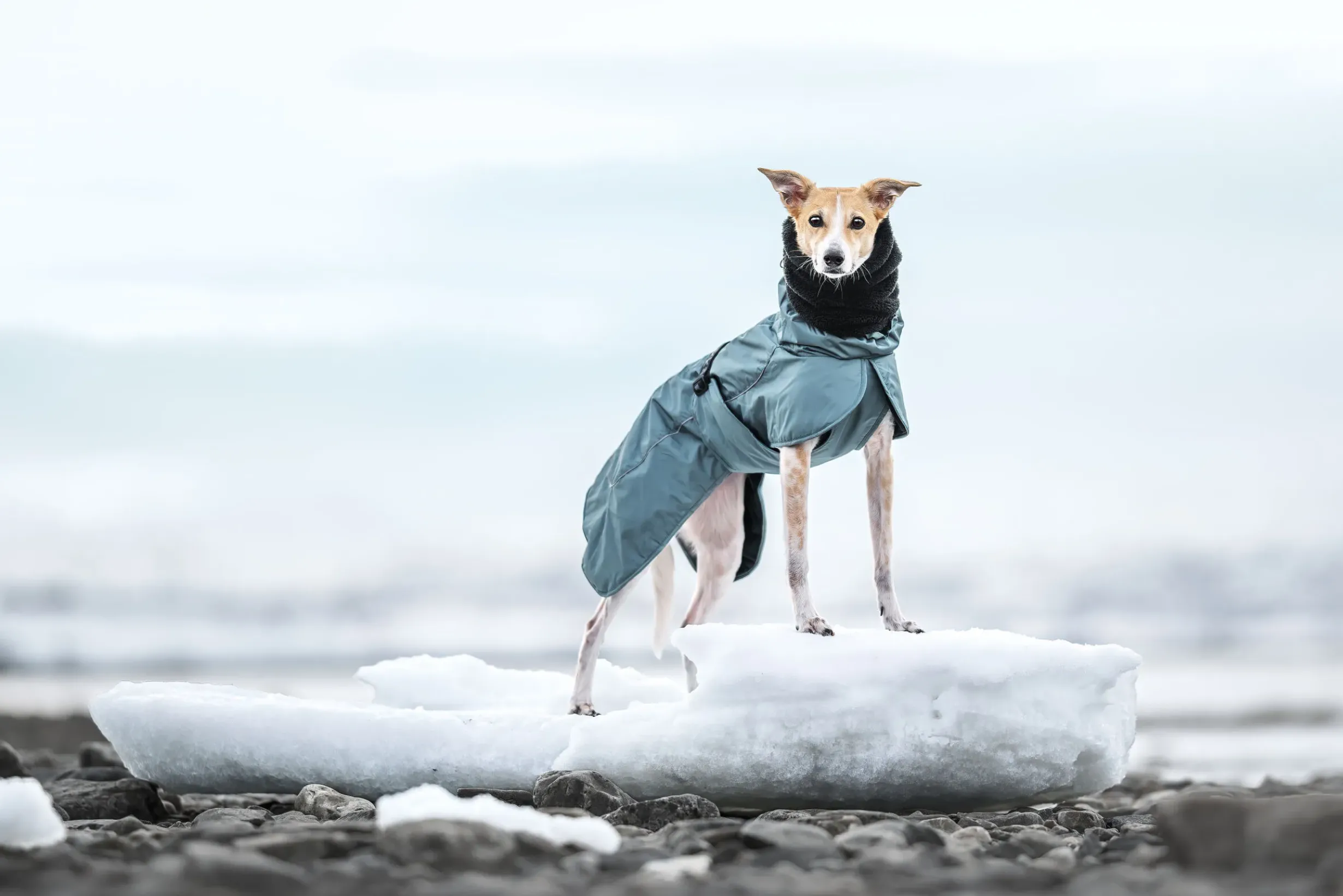 Best Stormy coat Koiran Talvitakit