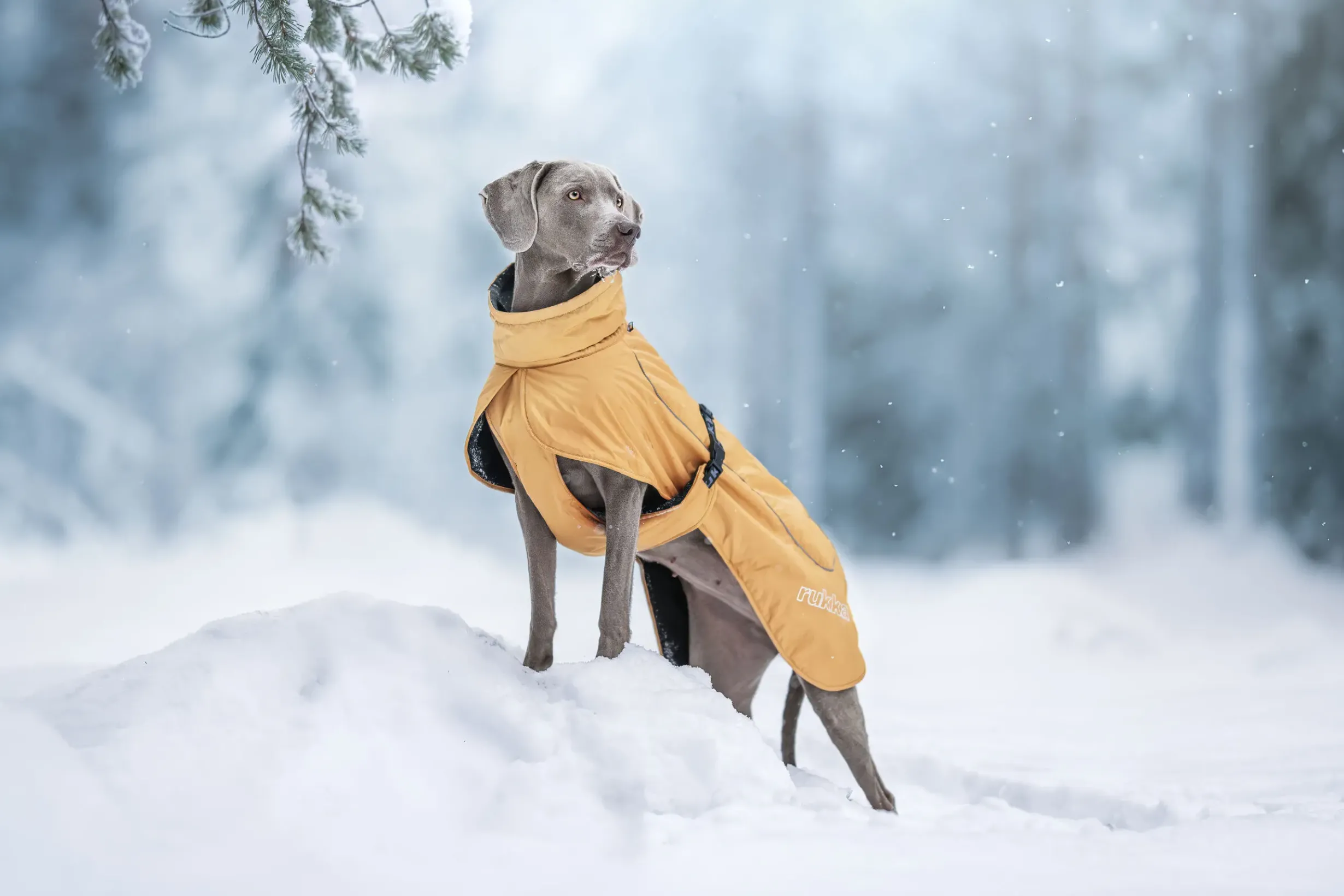 Best Stormy coat Koiran Talvitakit