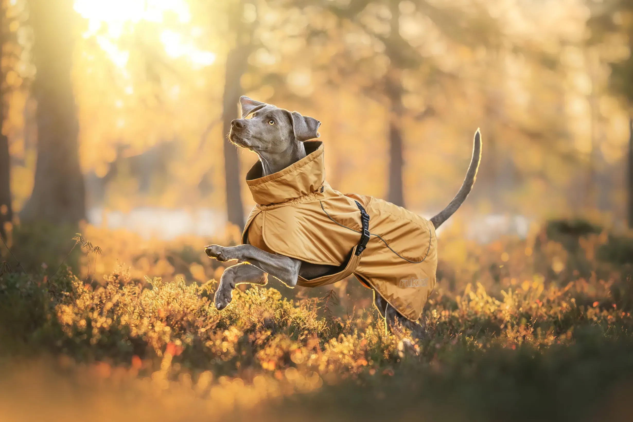 Best Stormy coat Koiran Talvitakit