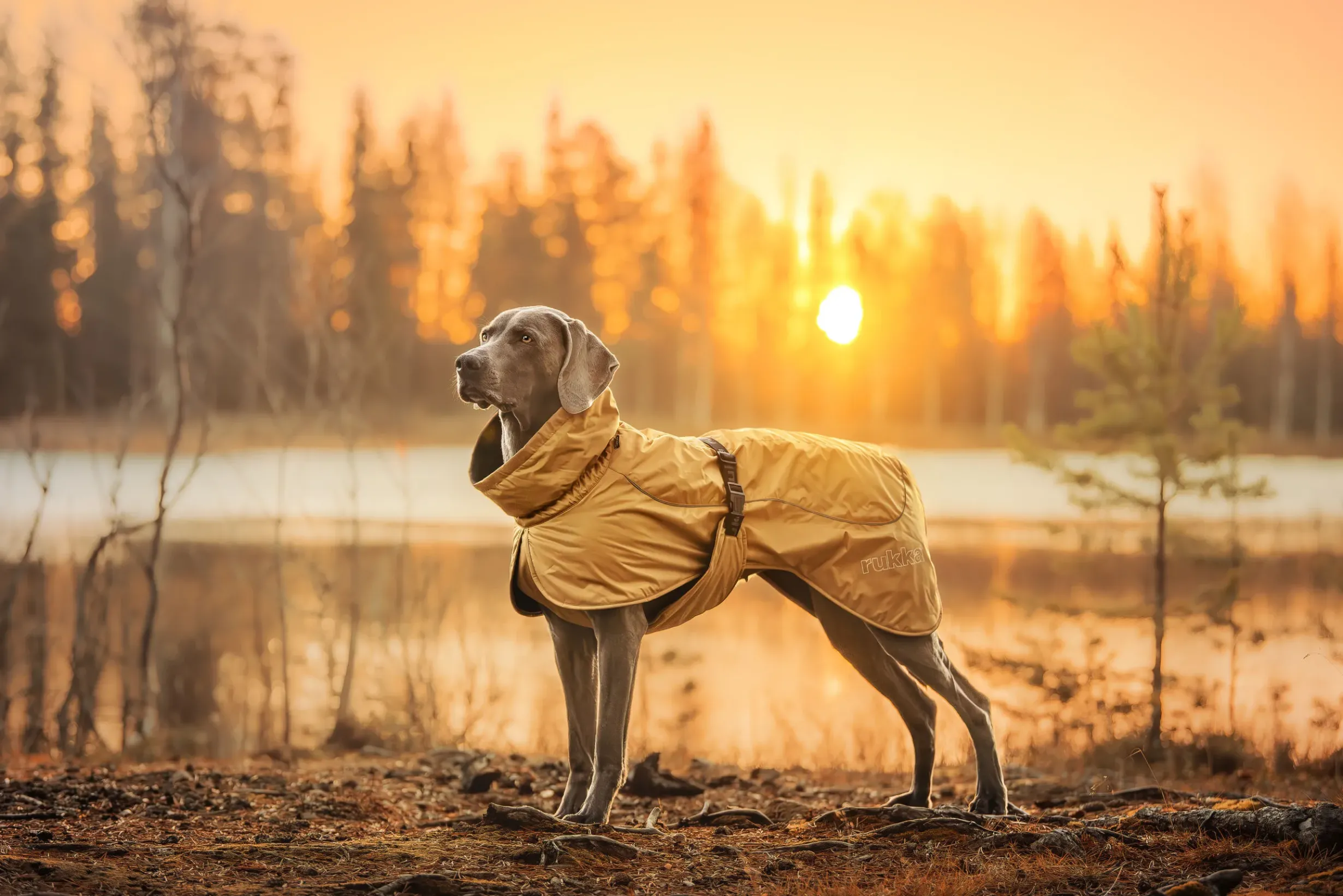 Best Stormy coat Koiran Talvitakit