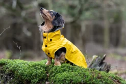 Outlet Stream raincoat Koiran Sadetakit