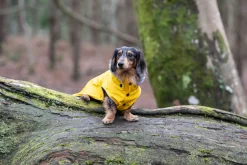 Outlet Stream raincoat Koiran Sadetakit