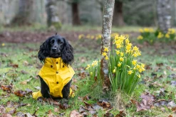 Outlet Stream raincoat Koiran Sadetakit