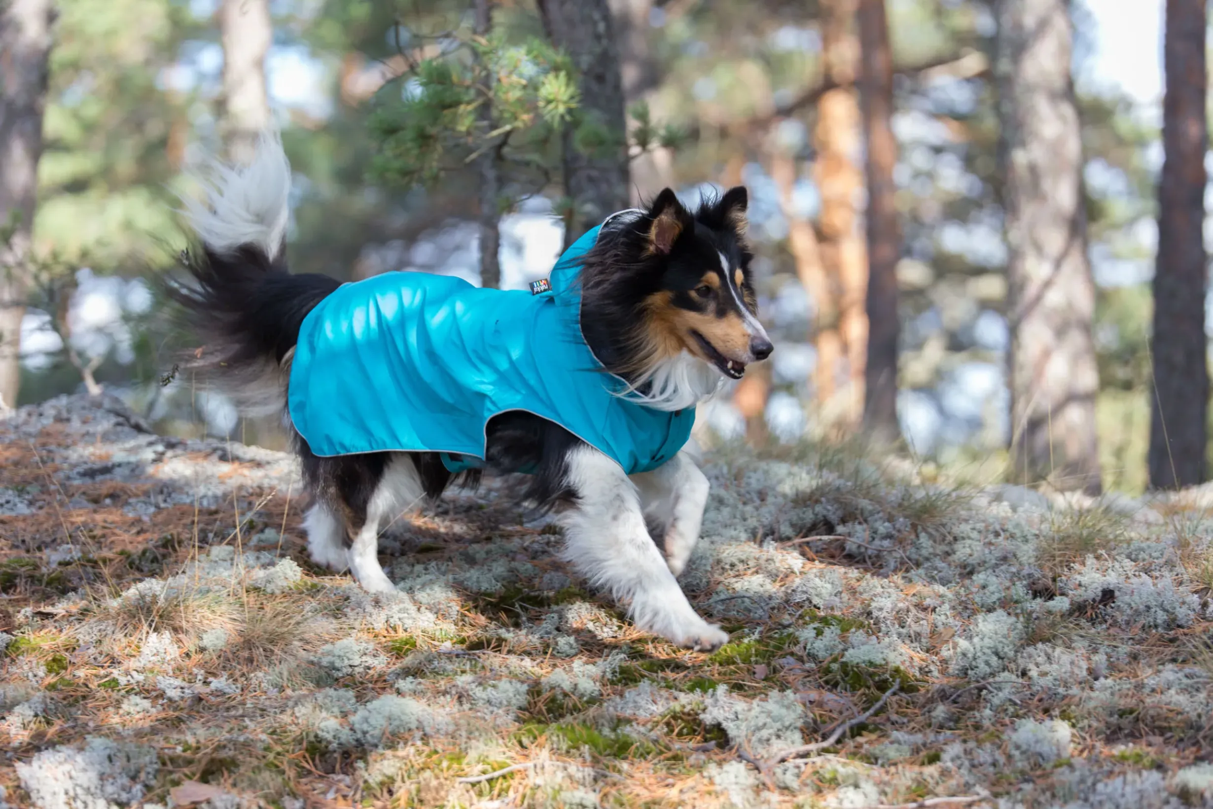Stream raincoat Koiran Sadetakit