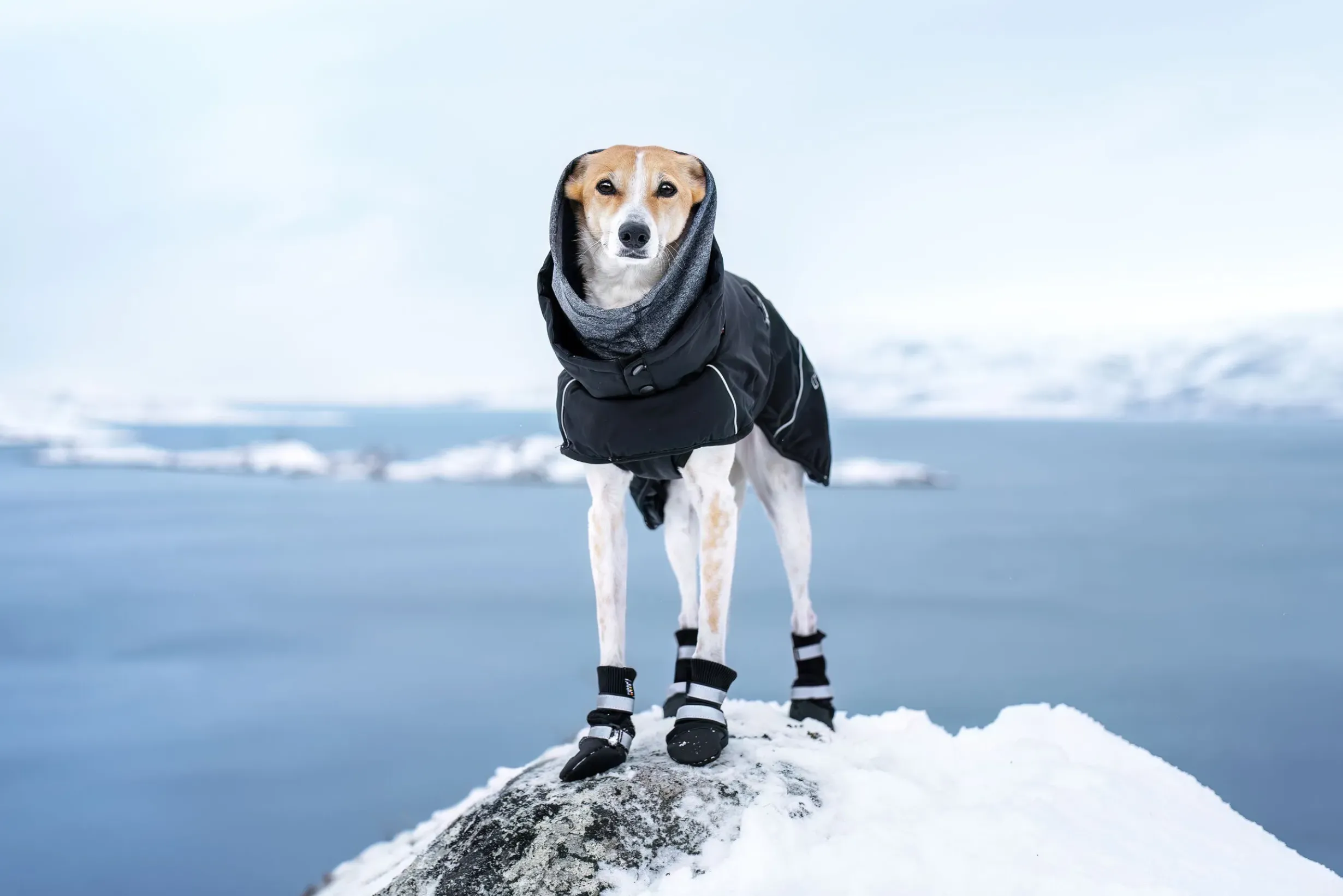 Online Thermal winter shoes pcs Koiran Tossut