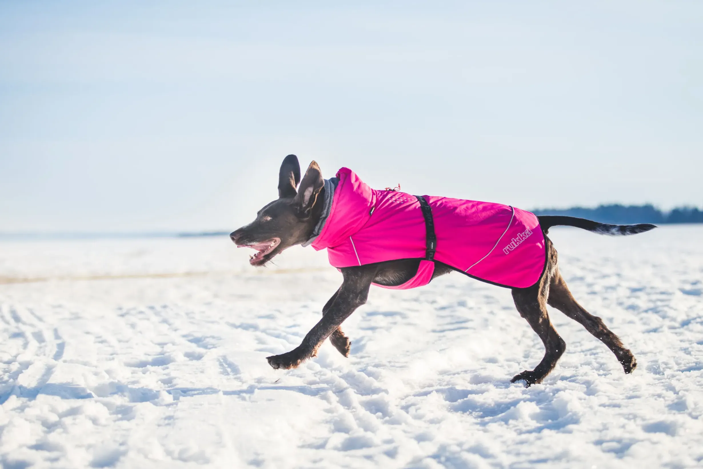 Sale Warmup coat Koiran Talvitakit