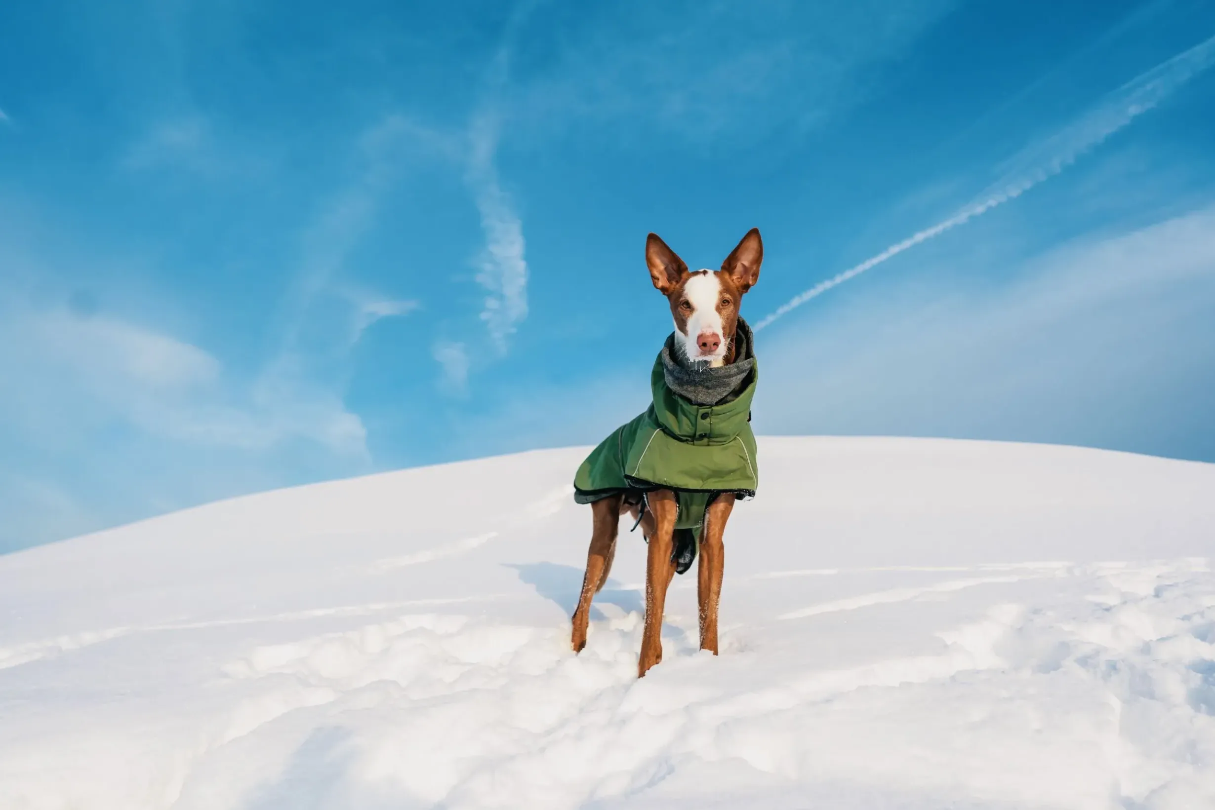 Sale Warmup 2.0 coat Koiran Talvitakit