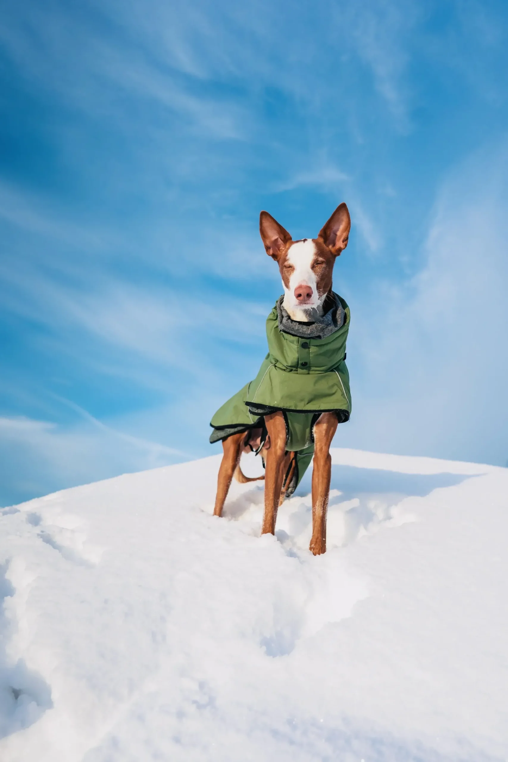 Sale Warmup 2.0 coat Koiran Talvitakit