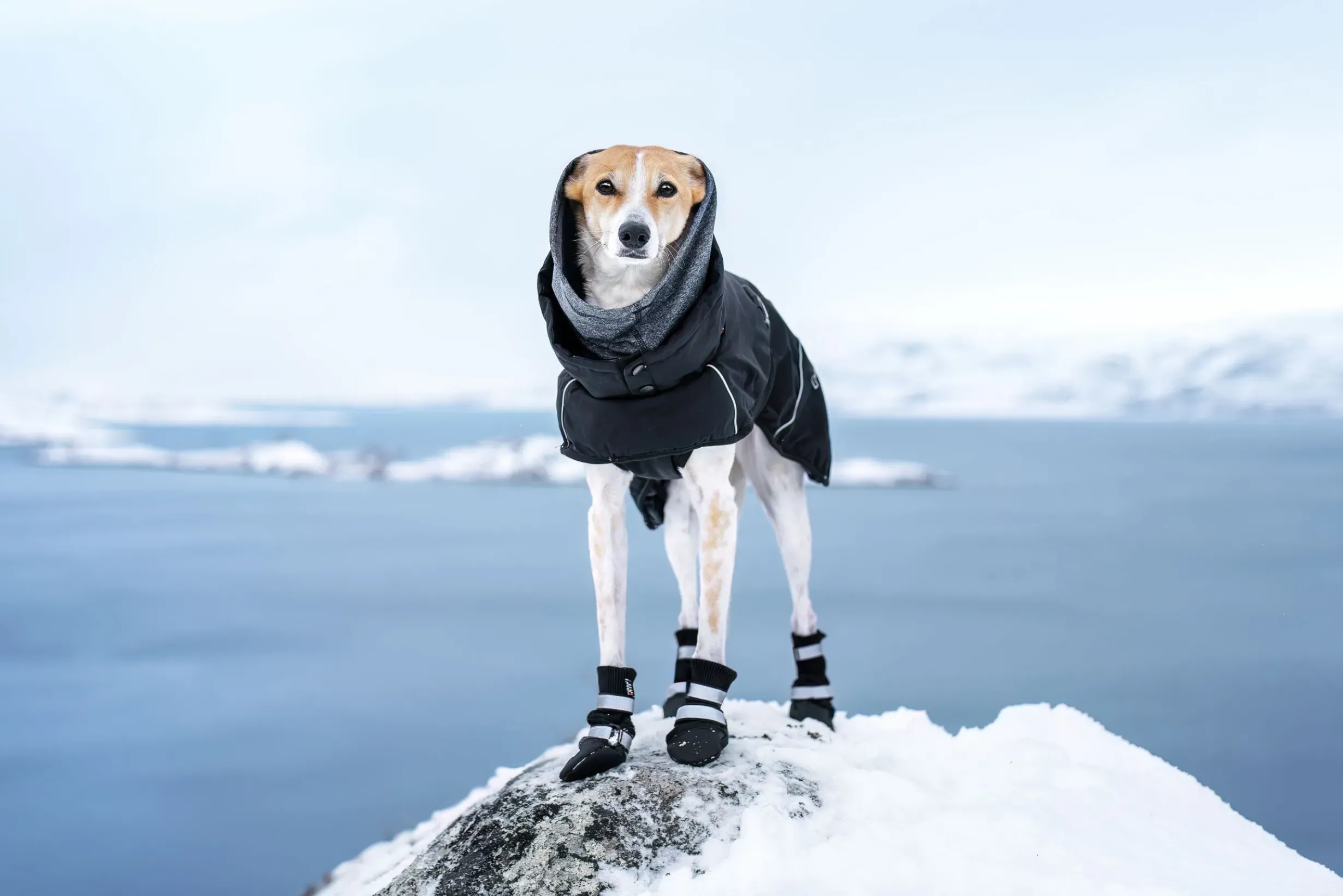New Warmup 2.0 coat Koiran Talvitakit