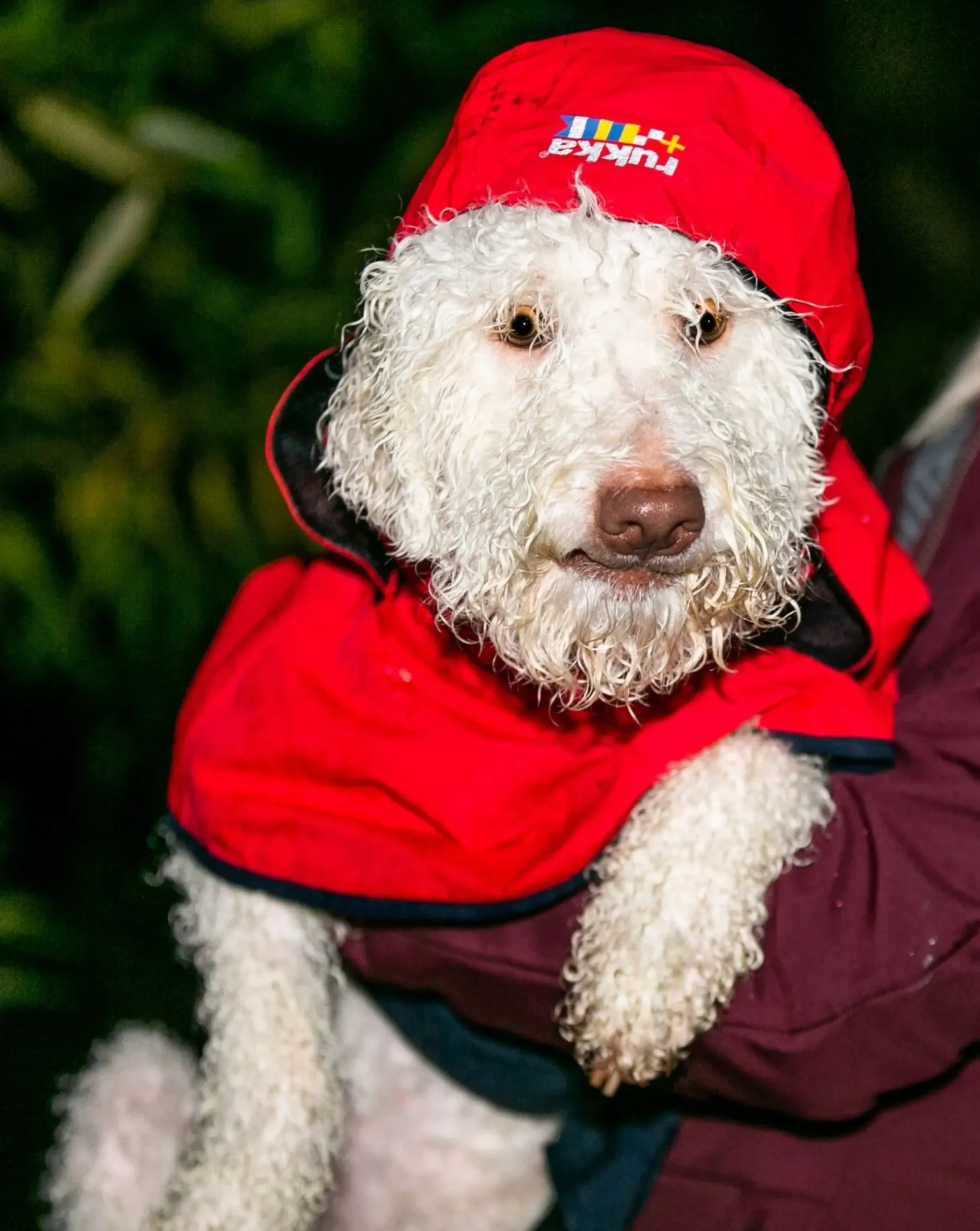 New Rukkapets Wavy raincoat Koiran Sadetakit