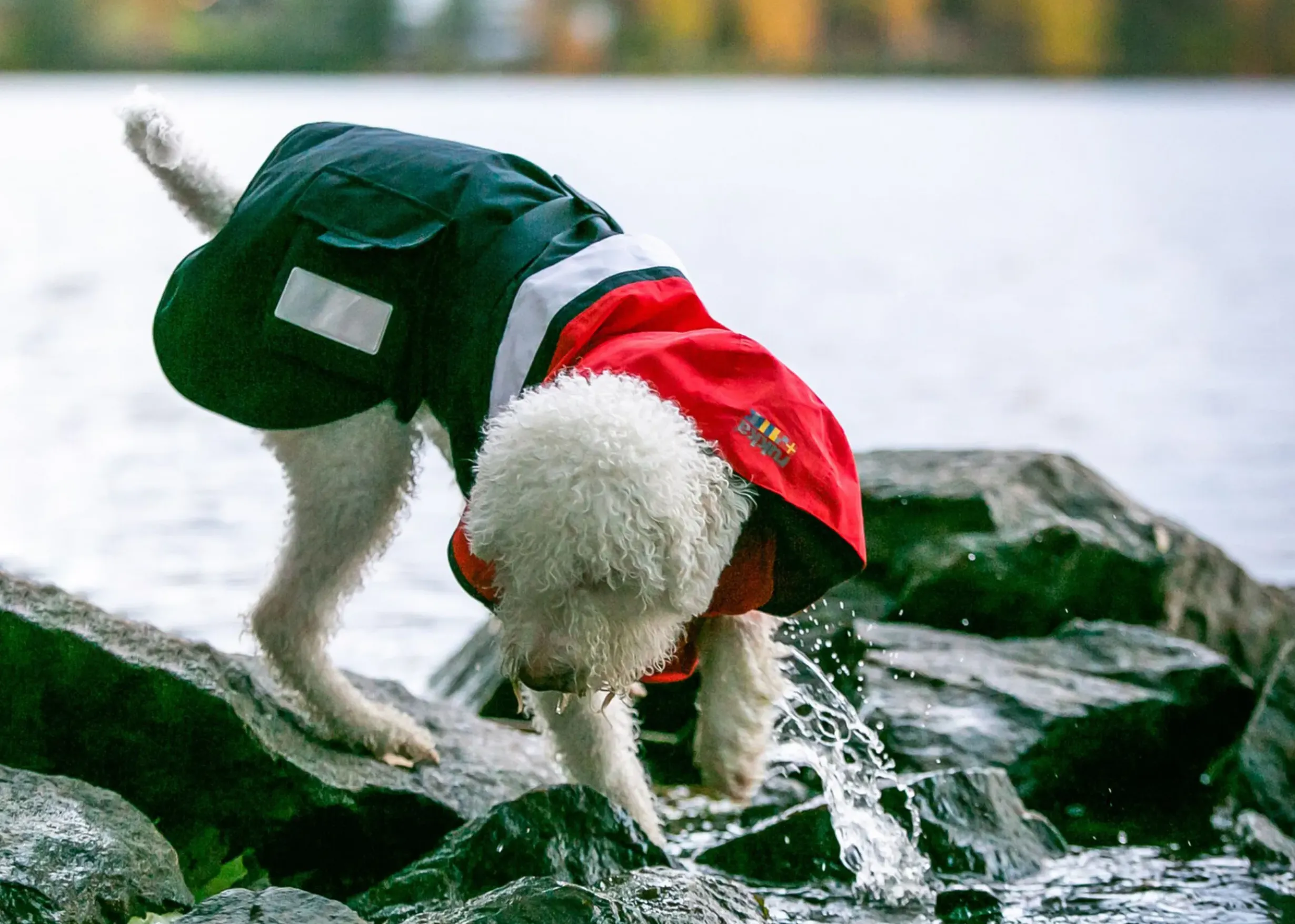 New Rukkapets Wavy raincoat Koiran Sadetakit