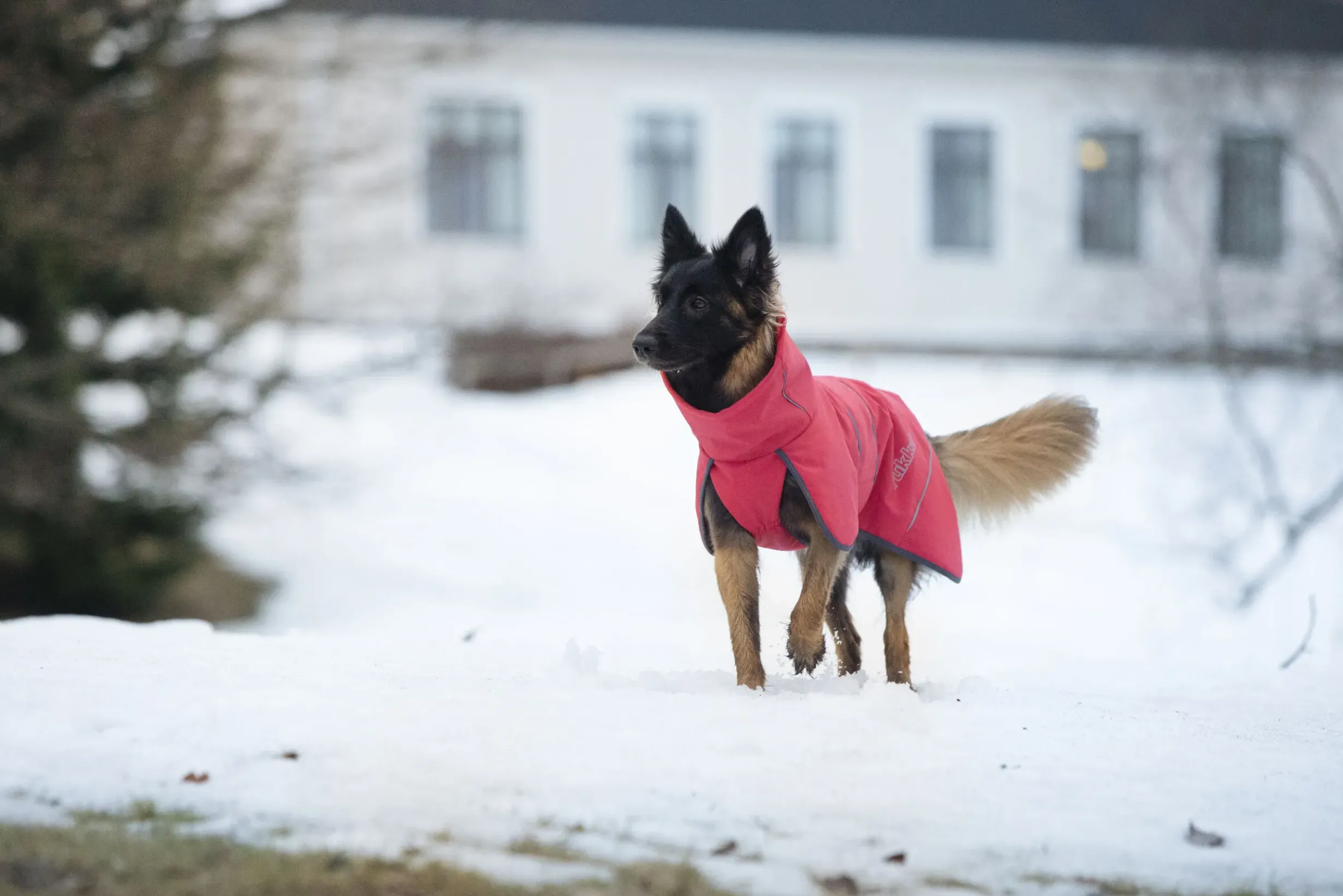 Discount Windy thermal jacket Koiran Talvitakit